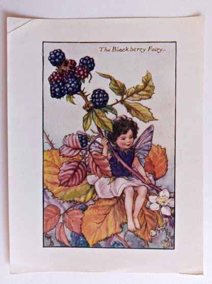 Blackberry Vintage Flower Fairy Print