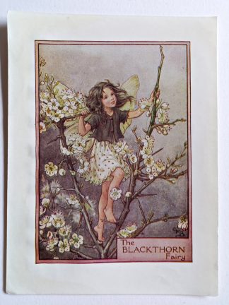 Blackthorn Flower Fairy Print