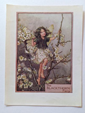 Blackthorn Vintage Fairy Print