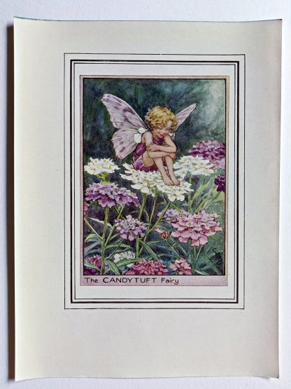 Candytuft Fairy Print