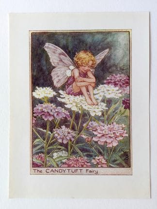 Candytuft Flower Fairy Print