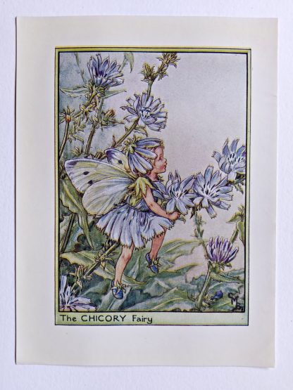 Chicory Flower Fairy Print