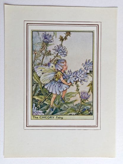 Chicory Vintage Flower Fairy Print