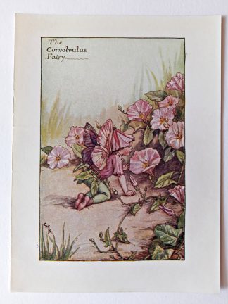 Convolvulus Flower Fairy Print