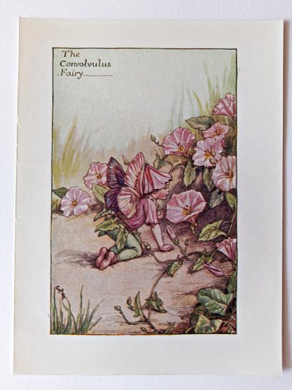 Convolvulus Flower Fairy Print