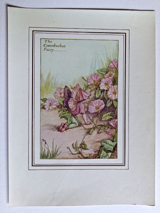 Convolvulus Vintage Fairy Print