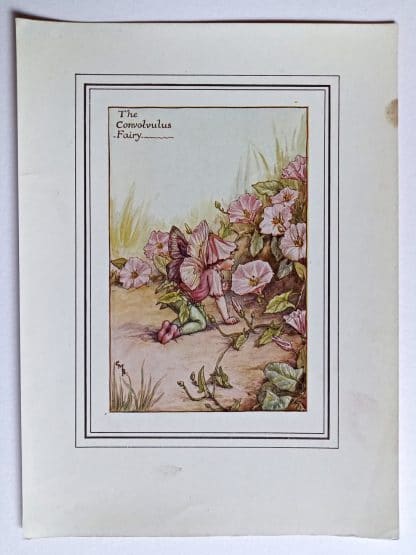 Convolvulus Vintage Flower Fairy Print