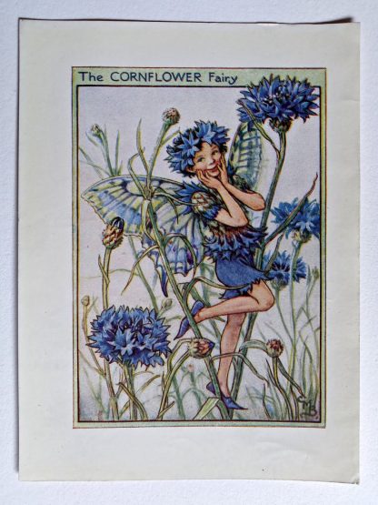 Cornflower Fairies Print
