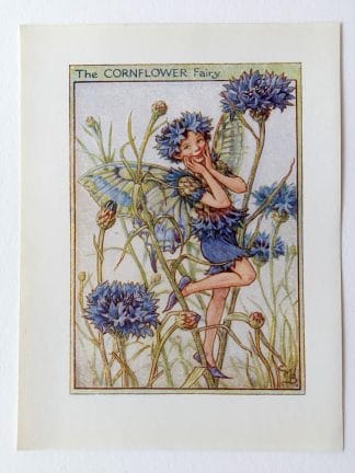 Cornflower Flower Fairy Print