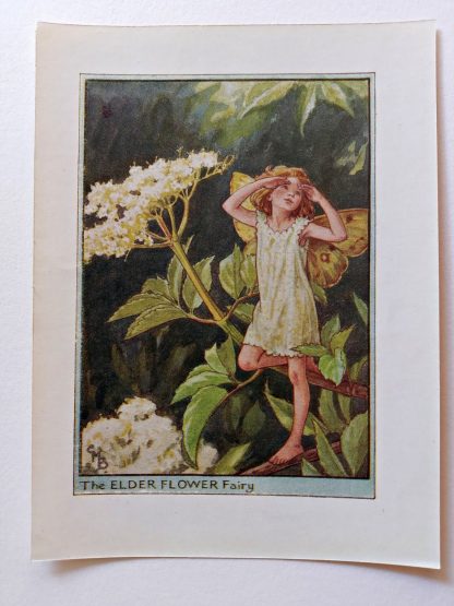 Elder Fairies Print