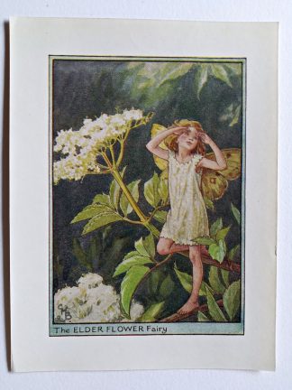 Elder Flower Fairy Print