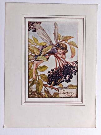 Elderberry Fairy Print