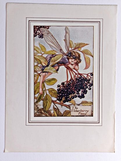 Elderberry Fairy Print