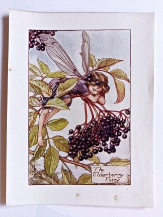 Elderberry Flower Fairy Print