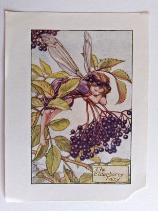 Elderberry Vintage Fairy Print