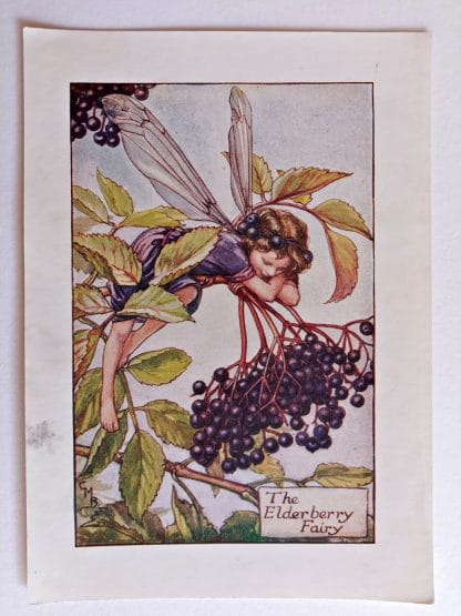 Elderberry Vintage Flower Fairy Print