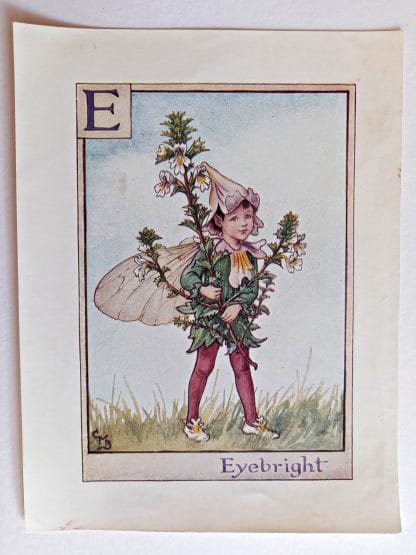 Eyebright Fairies Print