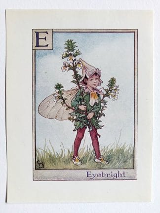 Eyebright Flower Fairy Print