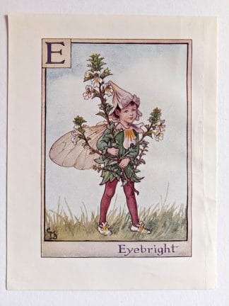 Eyebright Vintage Fairy Print