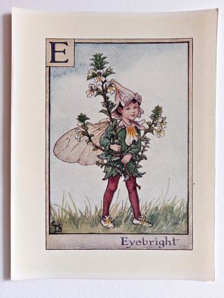 Eyebright Vintage Flower Fairy Print