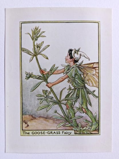 Goose Grass Flower Fairy Print