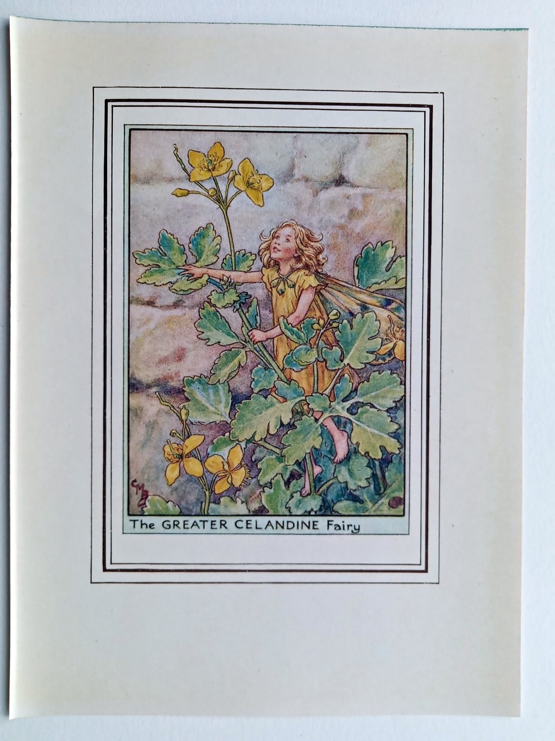 Greater Celandine Fairies Print Flower Fairy Prints