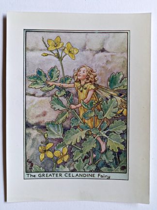 Greater Celandine Flower Fairy Print