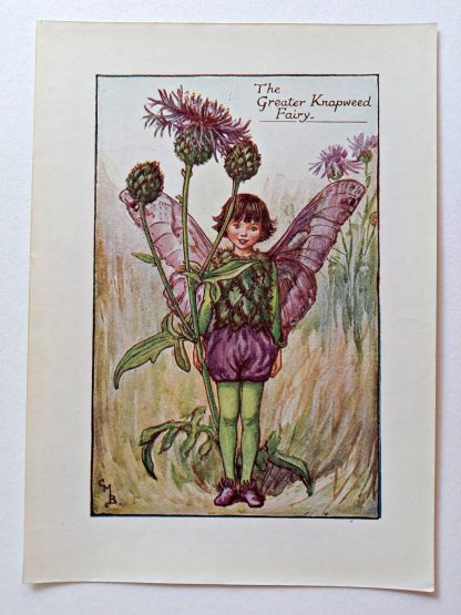 Greater Knapweed Fairies Print