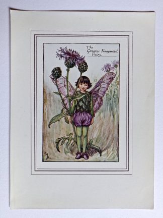 Greater Knapweed Fairy Print