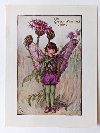 Greater Knapweed Flower Fairy Print