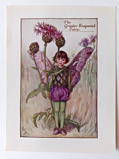 Greater Knapweed Flower Fairy Print