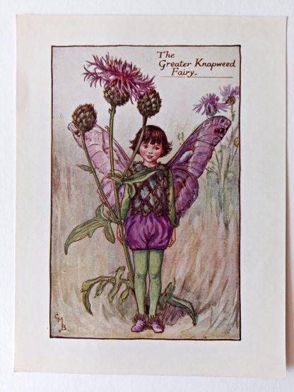 Greater Knapweed Flower Fairy Print