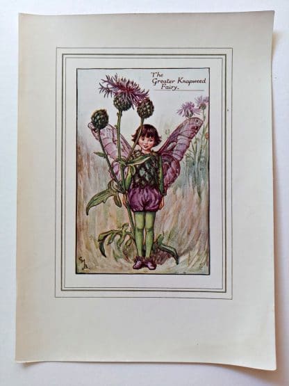 Greater Knapweed Vintage Fairy Print