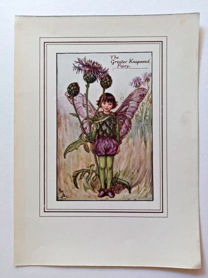 Greater Knapweed Vintage Flower Fairy Print