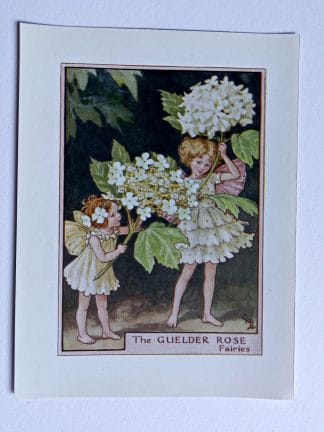 Guelder Rose Fairies Print