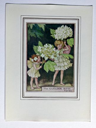 Guelder Rose Fairy Print