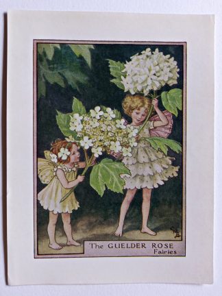 Guelder Rose Flower Fairy Print