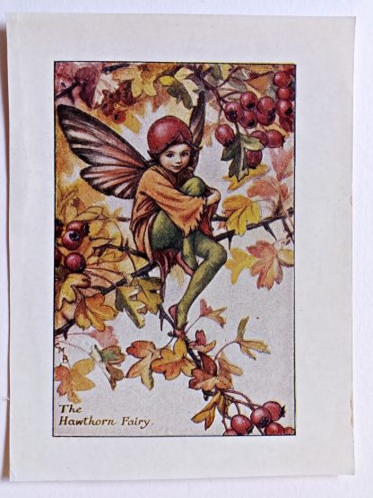 Hawthorn Flower Fairy Print