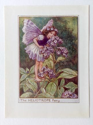 Heliotrope Flower Fairy Print