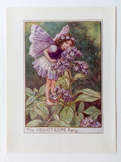 Heliotrope Flower Fairy Print