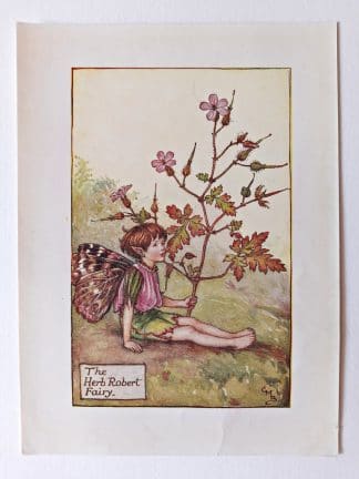 Herb Robert Flower Fairy Print
