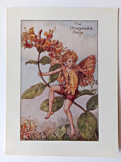 Honeysuckle Flower Fairy Print