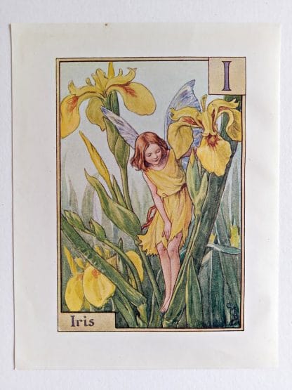 Iris Fairy Print