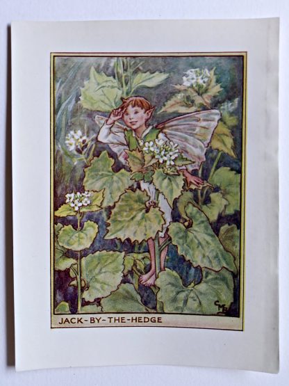 Jack by the Hedge Flower Fairy Print