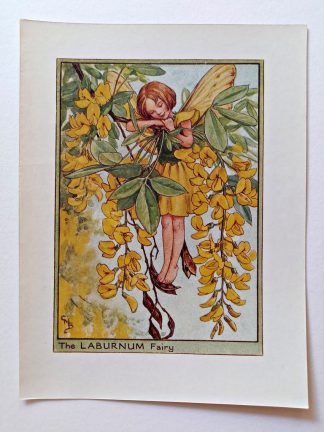 Laburnum Fairies Print