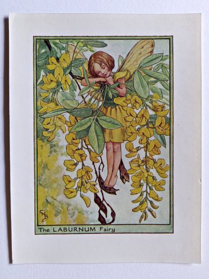 Laburnum Flower Fairy Print
