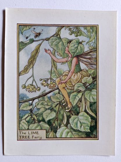 Lime Tree Flower Fairy Print
