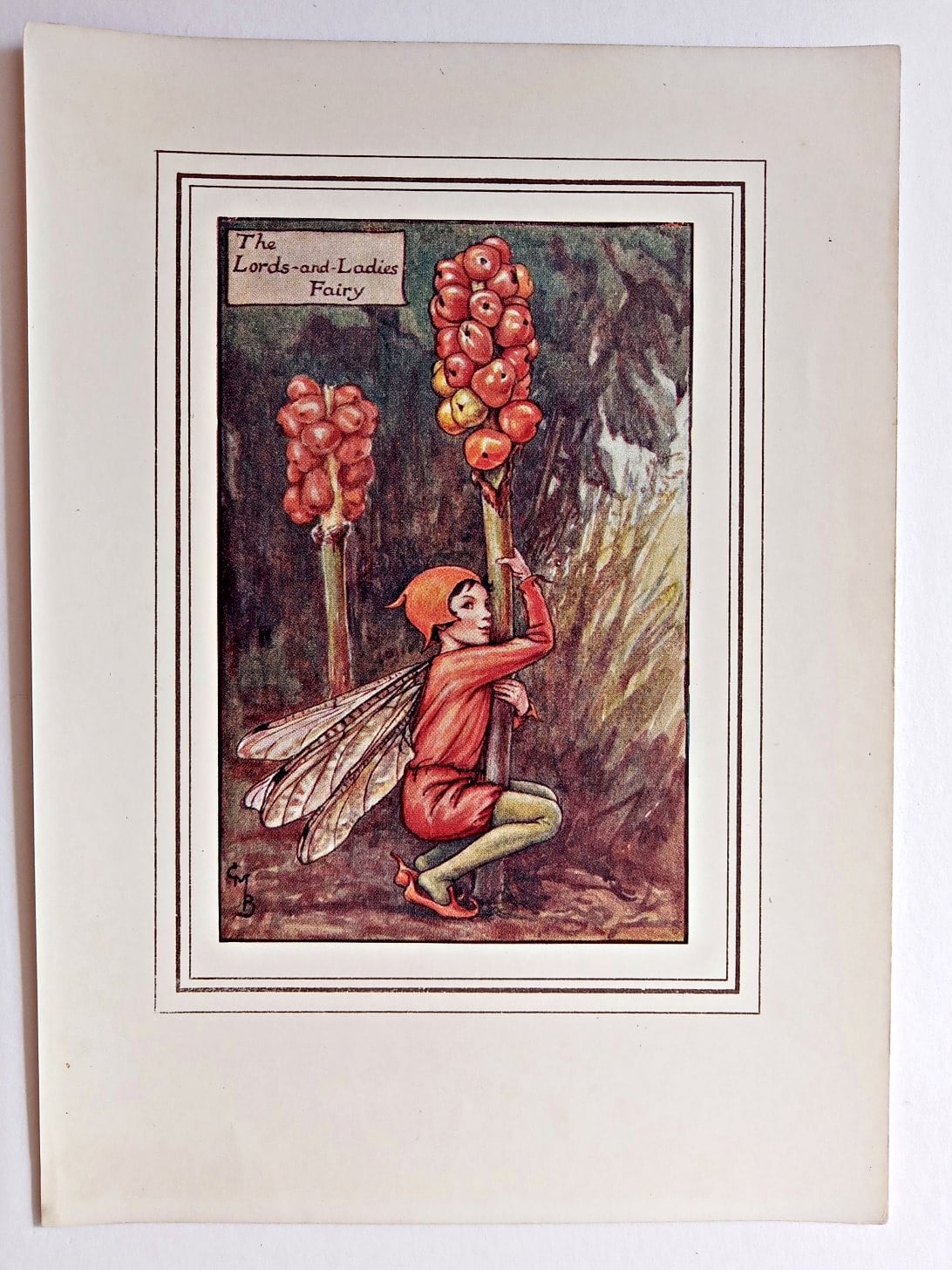 Autumn Flower Fairies c1935 Lord's-and-ladies Fairy by Cicely Mary Barker 