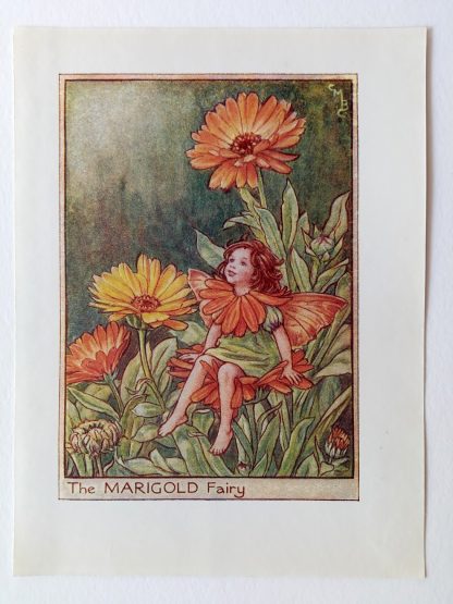 Marigold Flower Fairy Print