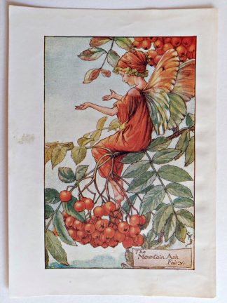 Mountain Ash Fairies Print